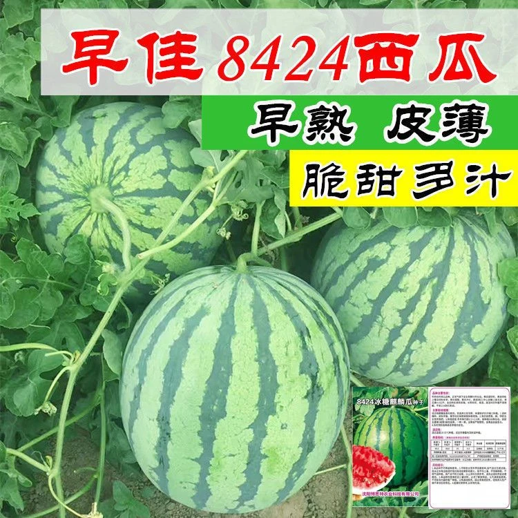 西瓜种子早熟8424新品种冰糖麒麟水果种子南方四季薄皮特大高产