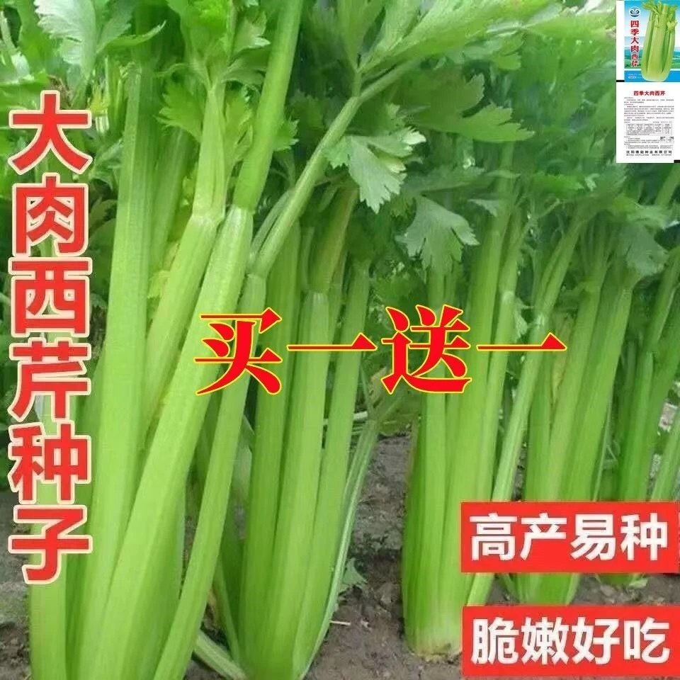 四季西芹种子 法国皇后玻璃脆实芹菜种子农家菜园大田蔬菜籽盆栽