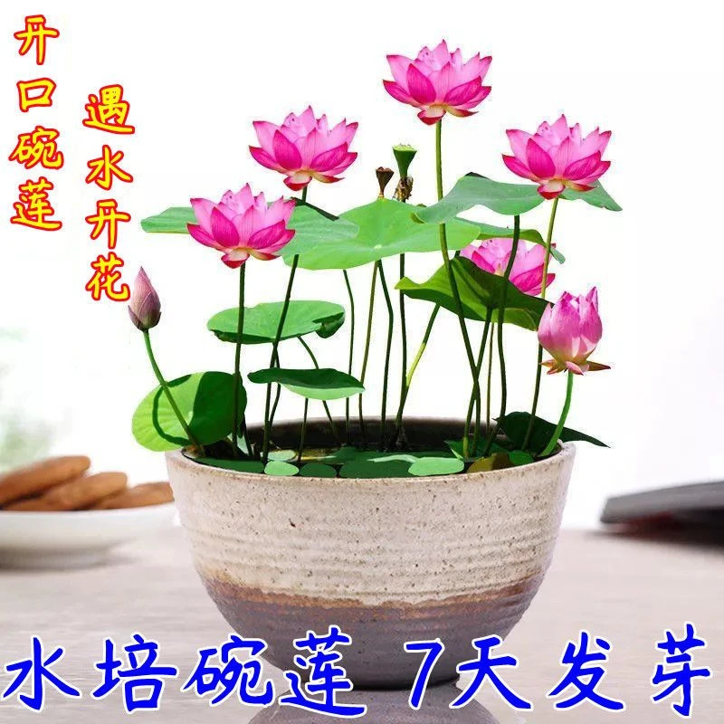 碗莲种子四季好养活室内室外阳台水培水养睡莲荷花盆栽植物花种子