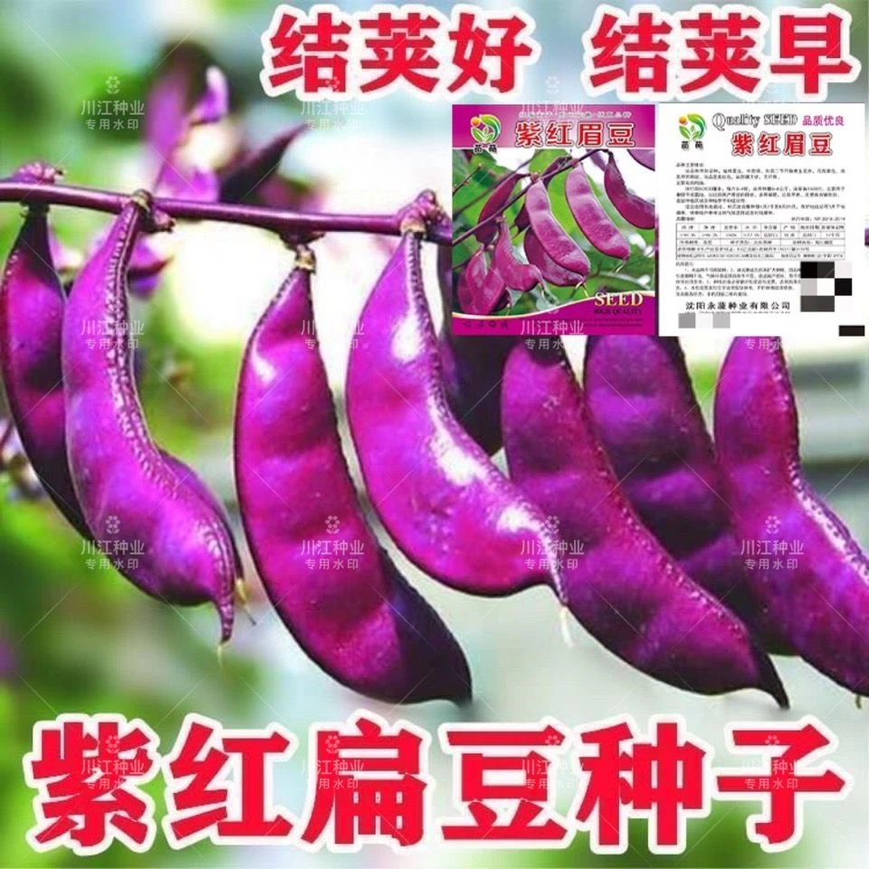 全红扁豆 摘不败紫红眉豆种子 高产抗病家庭种植春秋绿色蔬菜