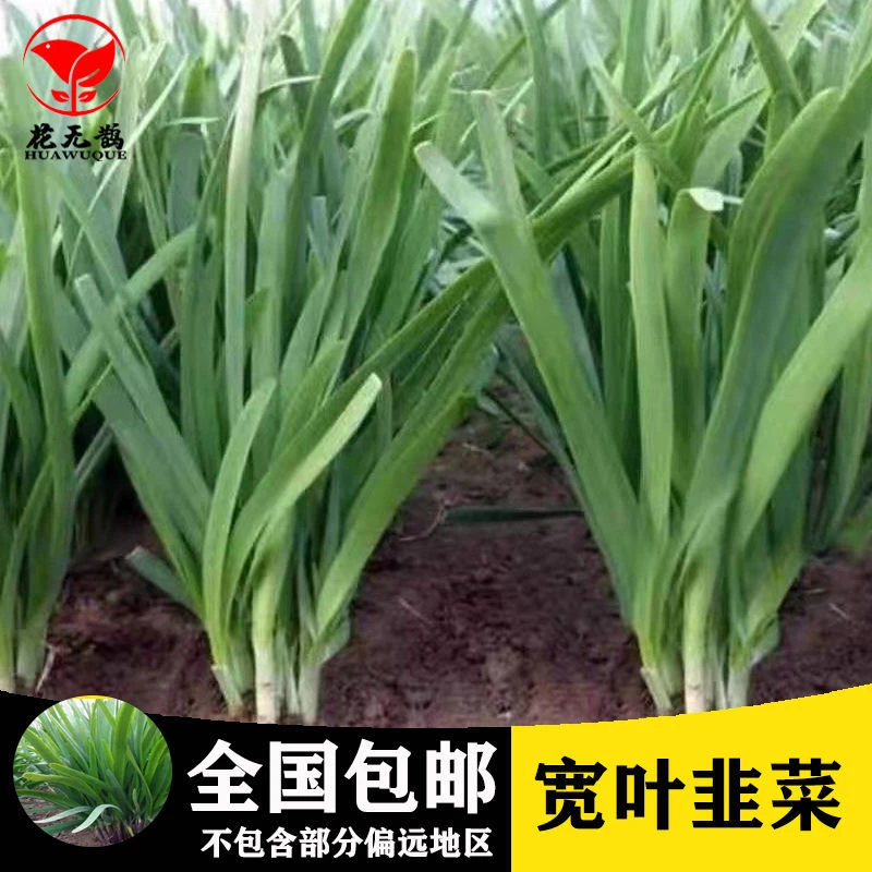 大叶韭菜种子 四季播种割茬多次收获易种高产蔬菜青菜阳台盆栽菜