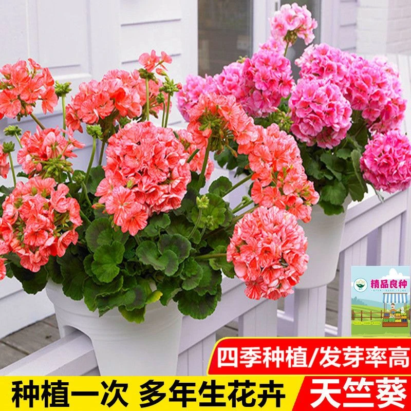 进口天竺葵种子四季易种室内花卉种子阳台盆栽好养花园多年生花籽