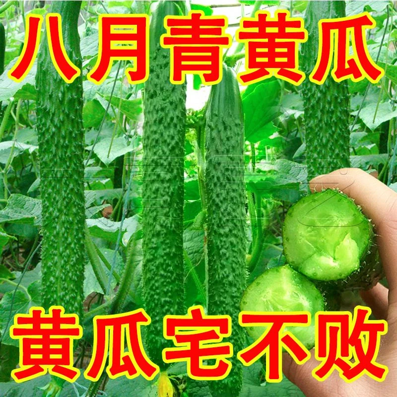 新津研四号黄瓜种子密刺大黄瓜早春菜园春秋四季盆栽蔬菜种耐热