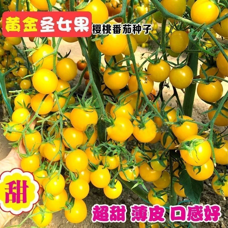黄圣女果种子西红柿种籽高产樱桃小番茄四季阳台盆栽脆甜蔬菜种子