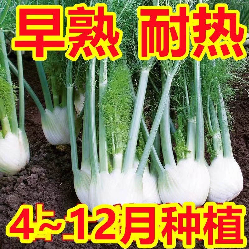【新种上市啦】球茎茴香种子球蔬菜盆栽秋冬四季种籽可食用菜籽