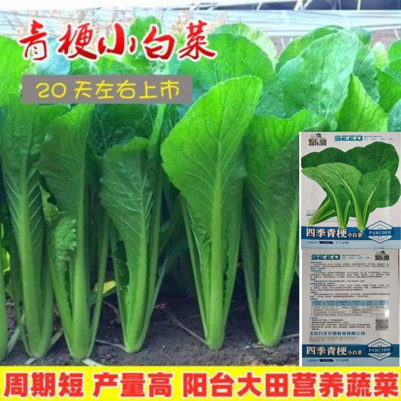青梗小白菜种子四季速生耐热耐寒高产小白菜阳台盆栽易播蔬菜种子