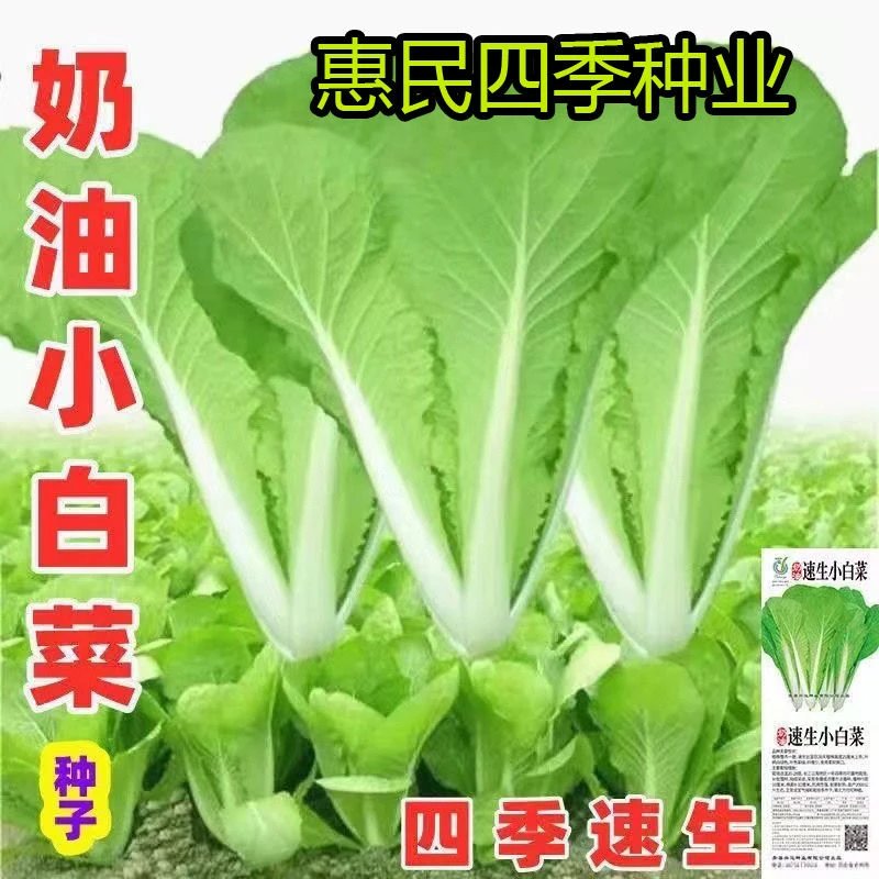 【20天可吃】快菜奶油小白菜种籽速生新鲜耐寒抗冻秋冬季蔬菜种子