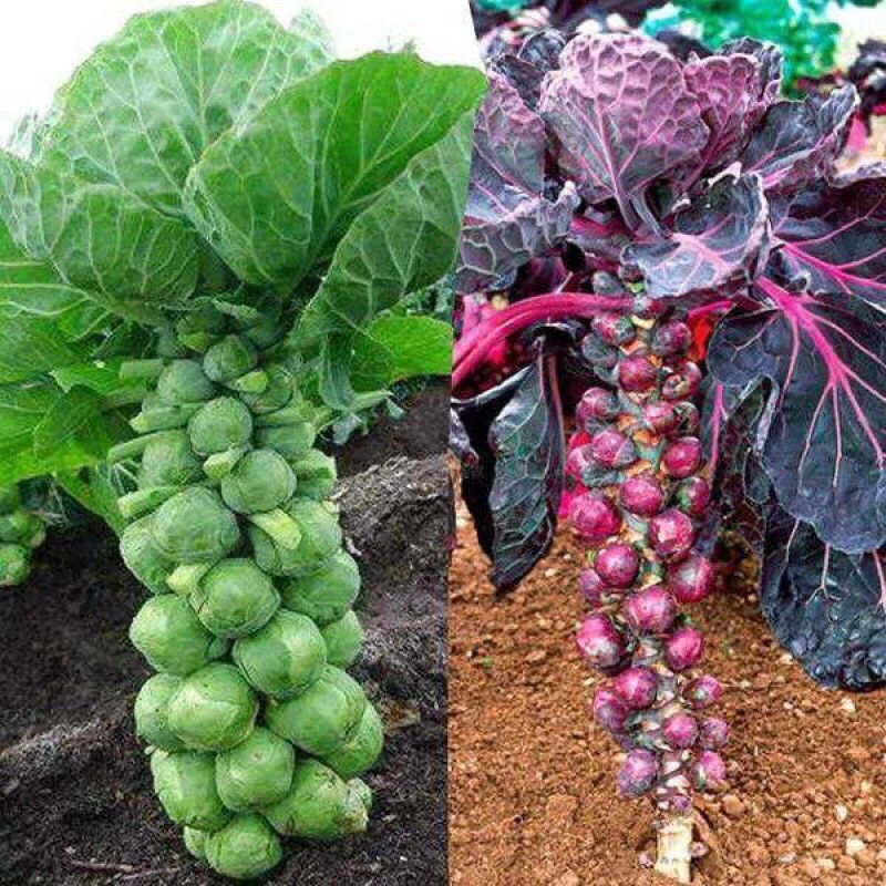 抱子甘蓝孢子甘蓝种子苗蔬菜种籽紫子持小包菜卷心菜包心菜孑菜种