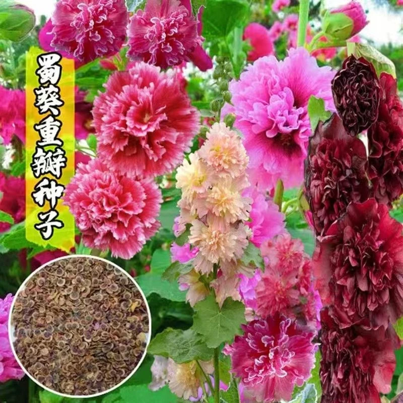 混色重瓣蜀葵花种一丈红种子室外庭院阳台室内五颜六色花卉种子籽