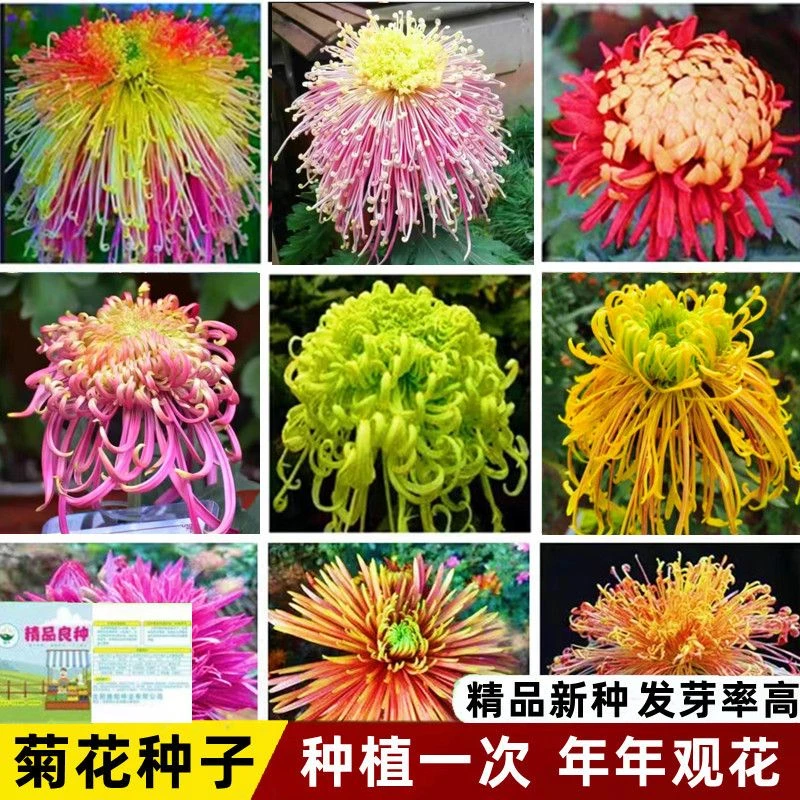 菊花种子四季播种户外耐寒花卉种籽庭院造景阳台盆栽观赏花草种子