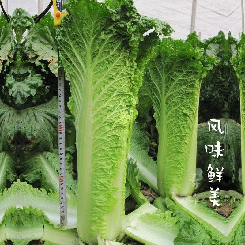 天津绿青口大白菜青麻叶秋天高产夏秋季菜四季过冬冬季蔬菜棒白菜
