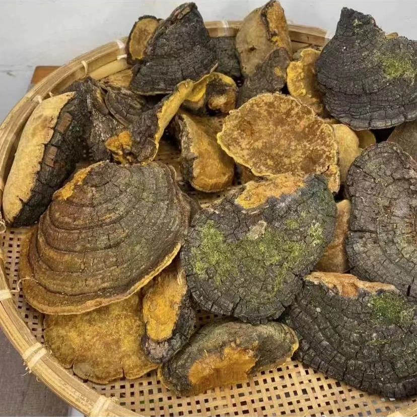 【丹老师甄选】桑黄250g/500g/1000g