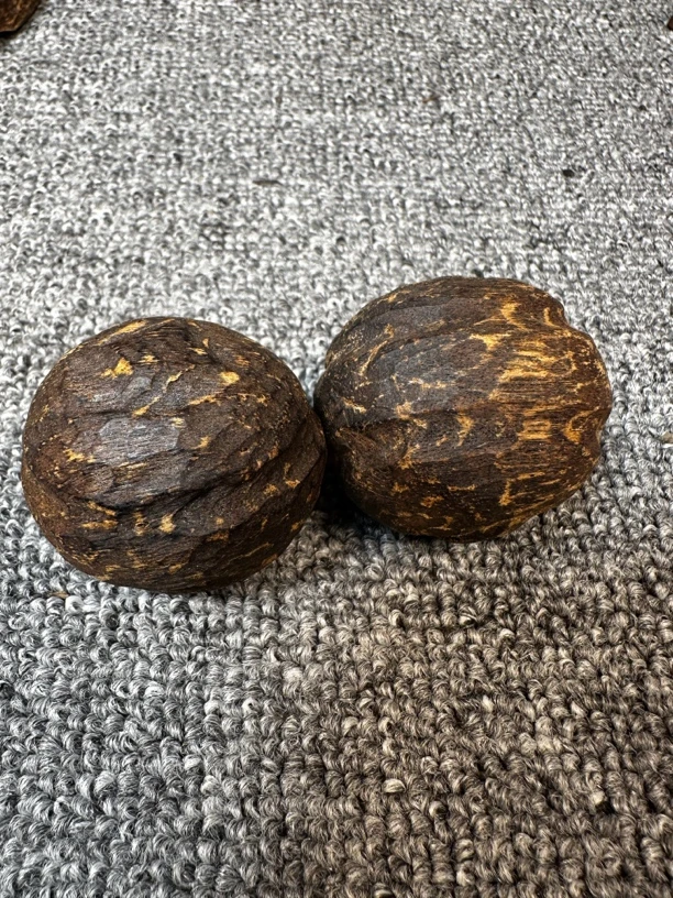越南芽庄虫漏手球保健球40