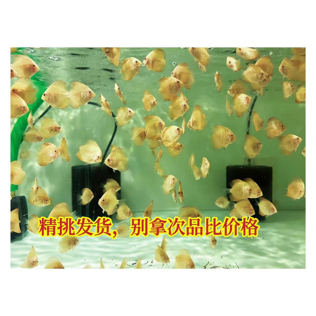 热带观赏鱼七彩神仙鱼周边