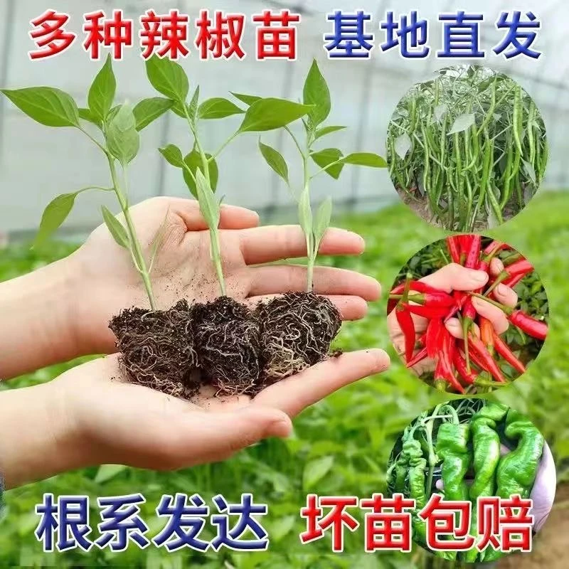 高产辣椒秧苗带土精选苗朝天椒螺丝椒薄皮椒甜椒小米辣优选易成活