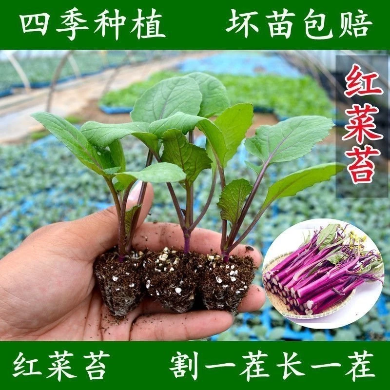 红菜苔秧苗秋冬季蔬菜大全带土发阳台庭院盆栽耐寒红杆红菜苔高产