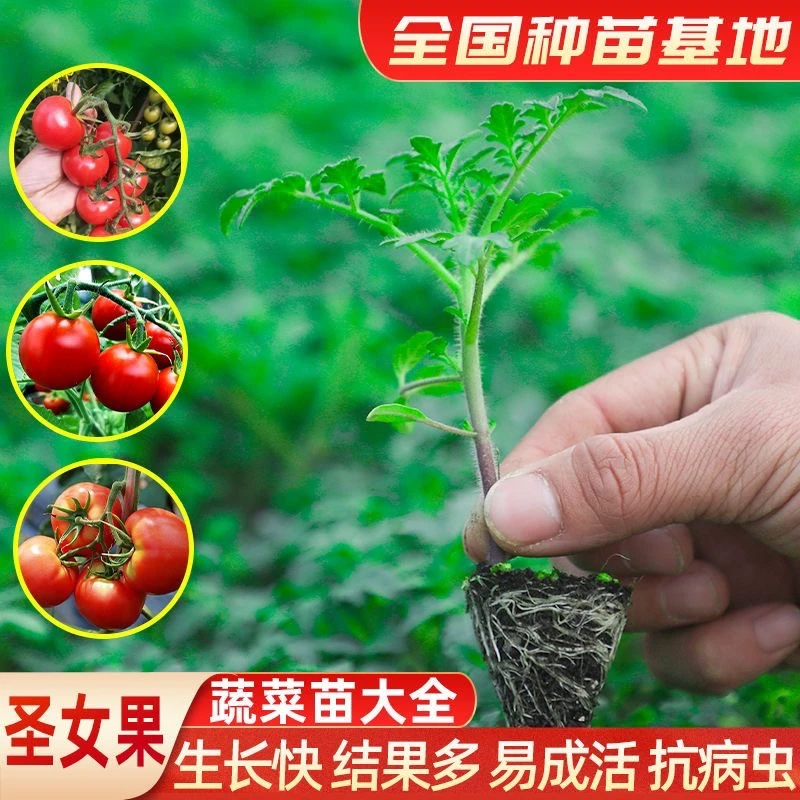 精选带土番茄苗圣女果普罗旺斯千禧果矮生基地直发番茄苗阳台盆栽