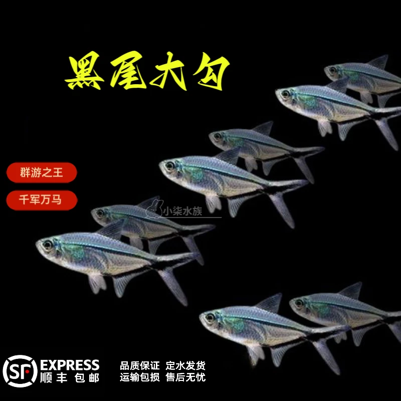 黑尾大勾 灯科鱼草缸群游之王 皮实耐养简单上手 活体养鱼发货