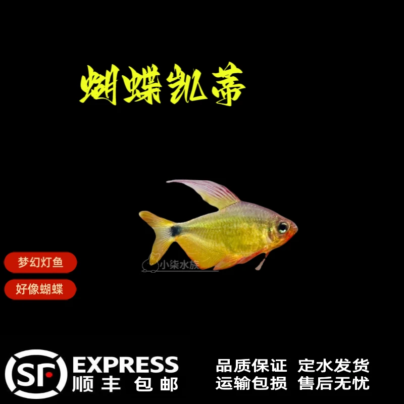 蝴蝶凯蒂鱼 红尾蝴蝶凯蒂 灯科鱼小型高端鱼  南养鱼活体发货