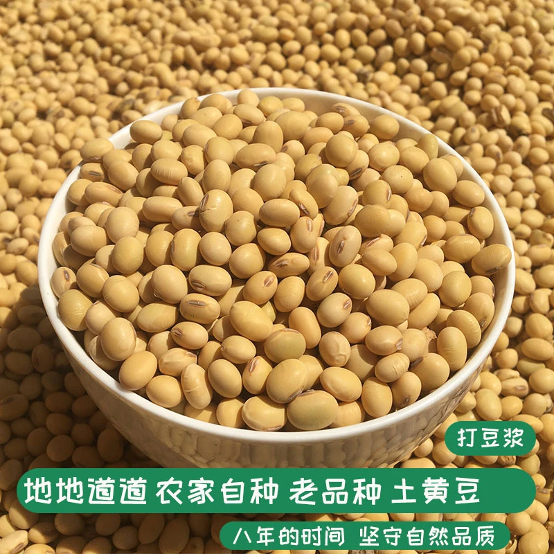 24年新黄豆农家自种非转基因打豆浆专用大豆老品种土笨肾形小黄豆