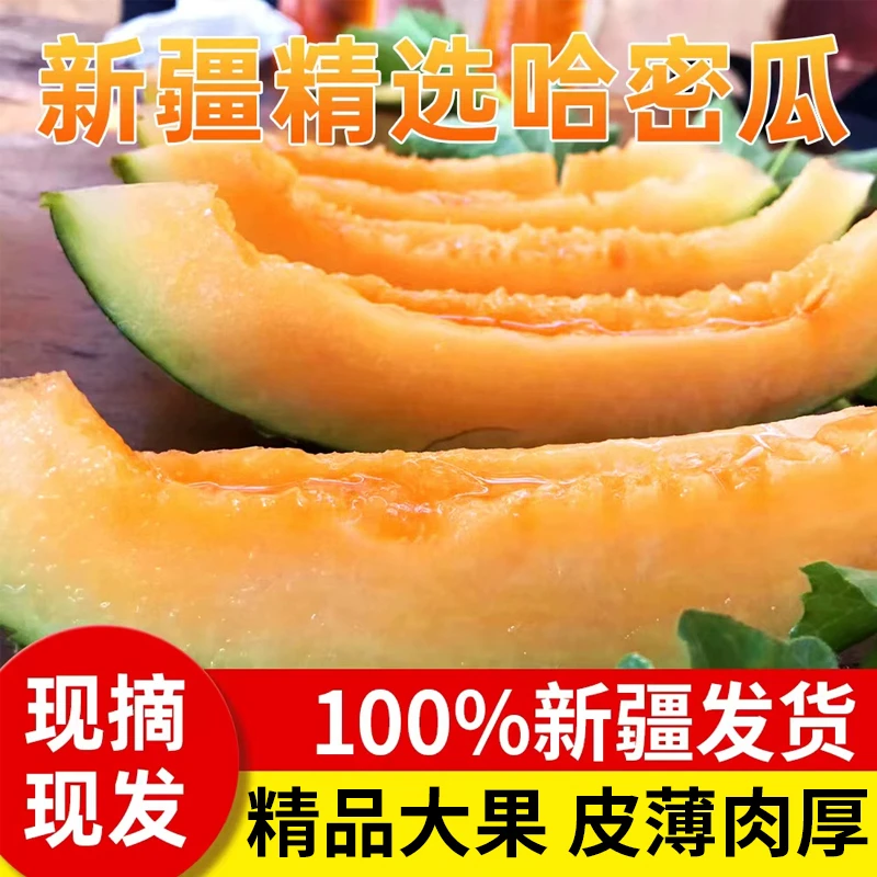 （福利款）新疆特产吐鲁番哈密瓜脆甜可口哈密瓜多汁甘甜皮薄肉厚