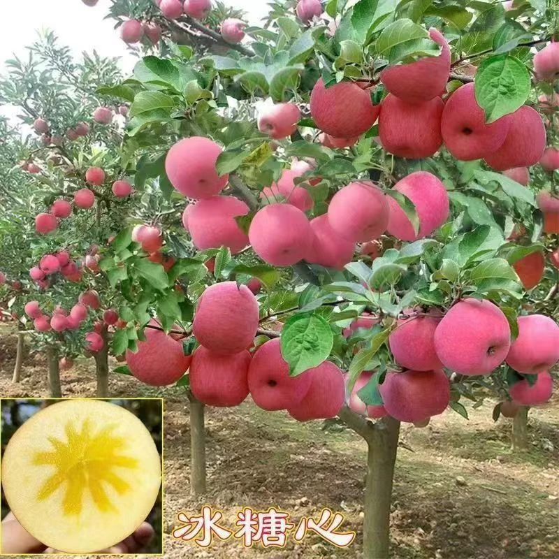 脆甜红富士苹果苗冰糖心嫁接苗 盆栽地栽 南北方种植
