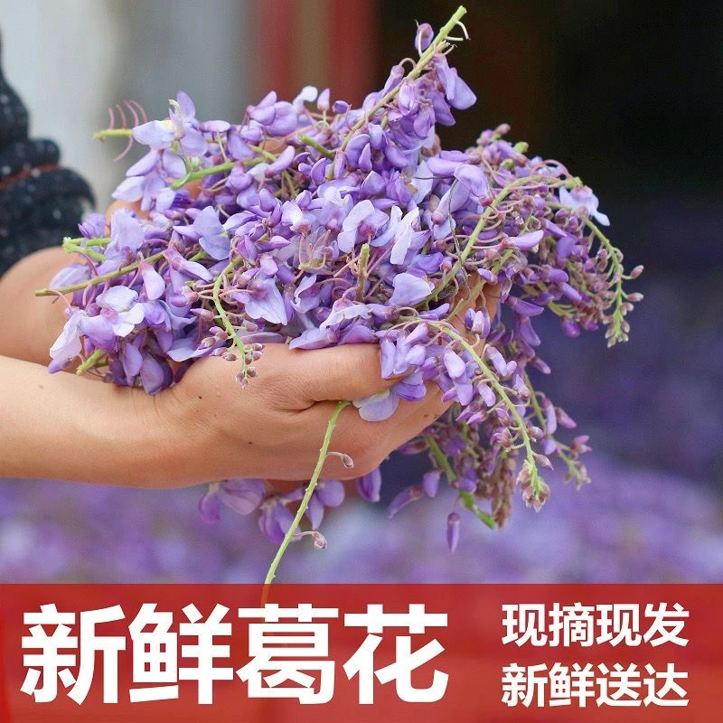 新鲜葛花菜紫藤花现摘紫色洋槐花桐花菜农家野菜1斤紫葛花藤树花