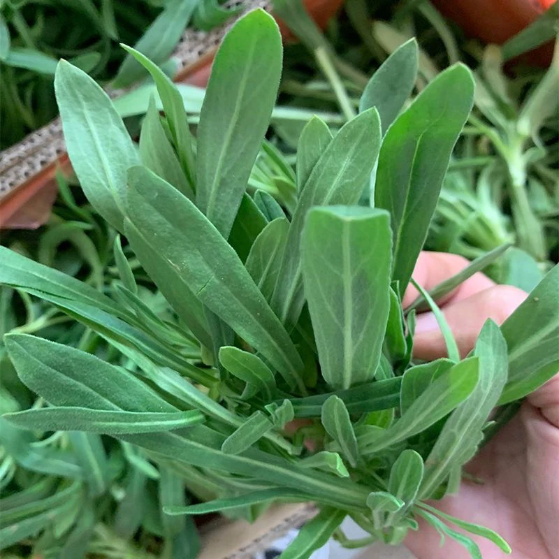 面条菜新鲜现挖现发时令蔬菜面条菜羊蹄棵河南特产蒸野菜400g起装