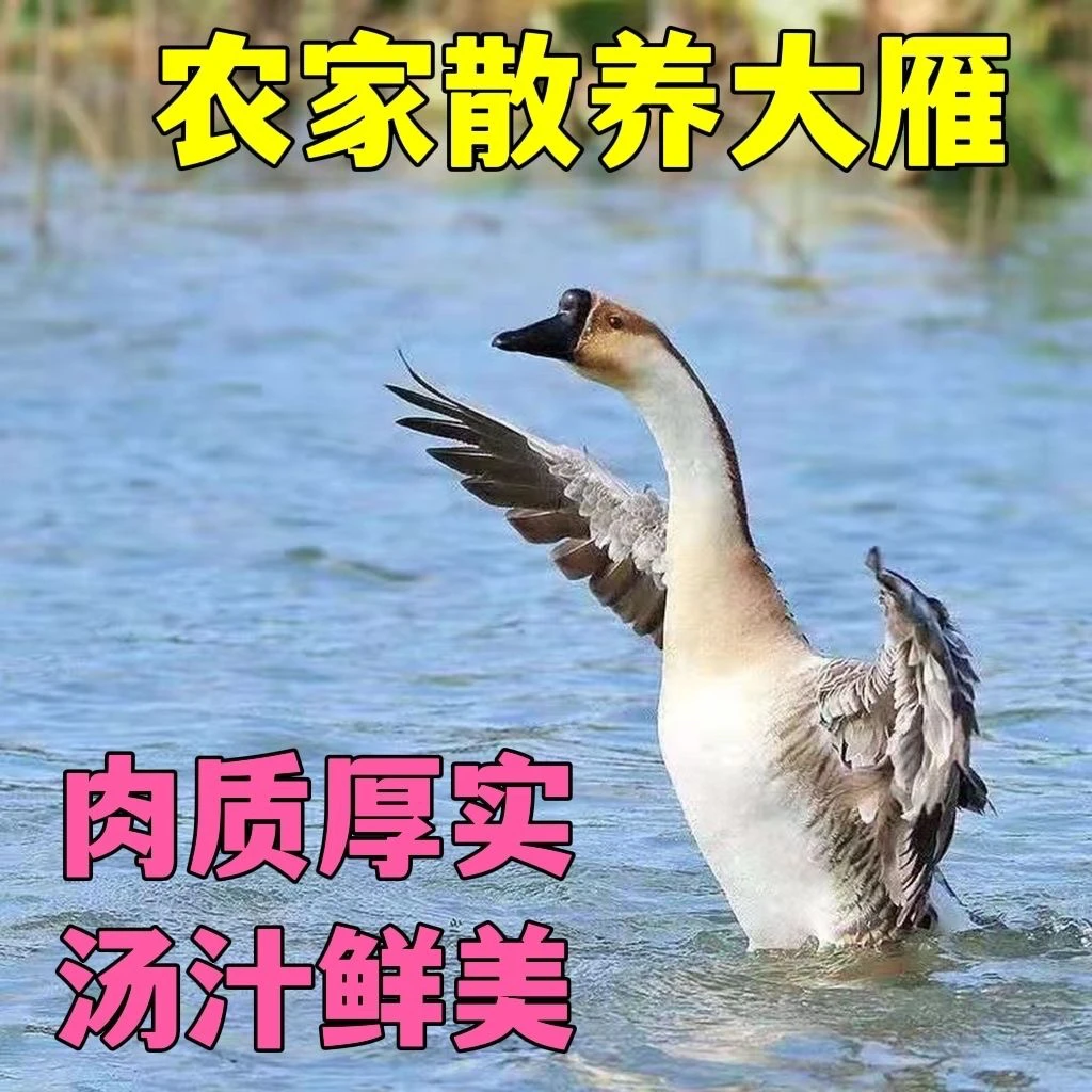 东北大雁鹅查干湖整只现杀速冻4.4斤～10斤左右农家散养雁鹅超划算