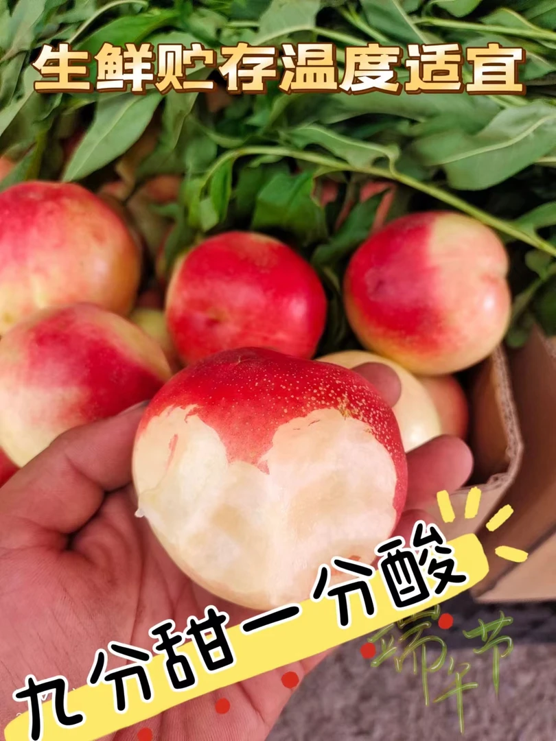 露天苹果油桃鲜脆嫩新鲜采摘爽口包赔清甜香甜鲜嫩重量
