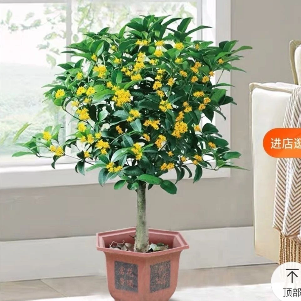喵喵家花园植物 一物一拍