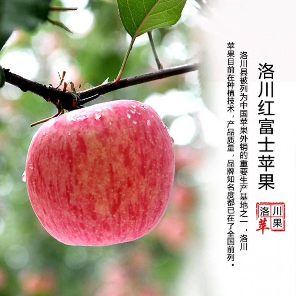 洛川红富士（90大果）