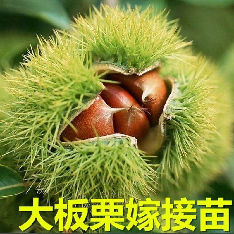 板栗树苗新品种大果板栗苗南方北方盆栽地栽庭院阳台当年结果树苗