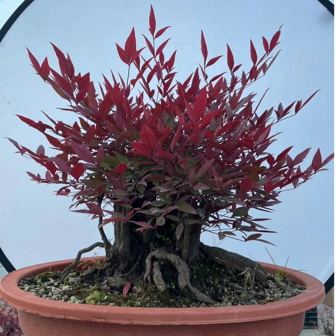 直播间一物一拍火焰南天竹盆景耐寒植物室内外阳台庭院四季好养