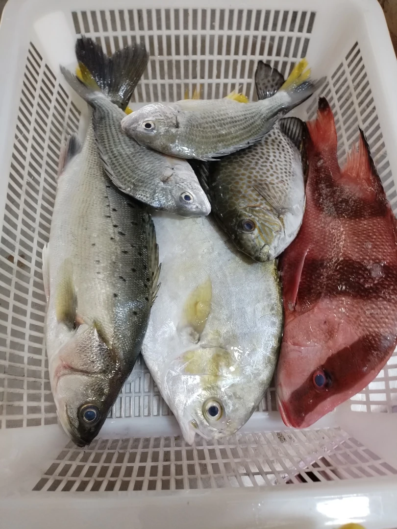 （全国当天发货 B链接【顺丰快递】）海陵岛 本港 刚回船 海杂鱼