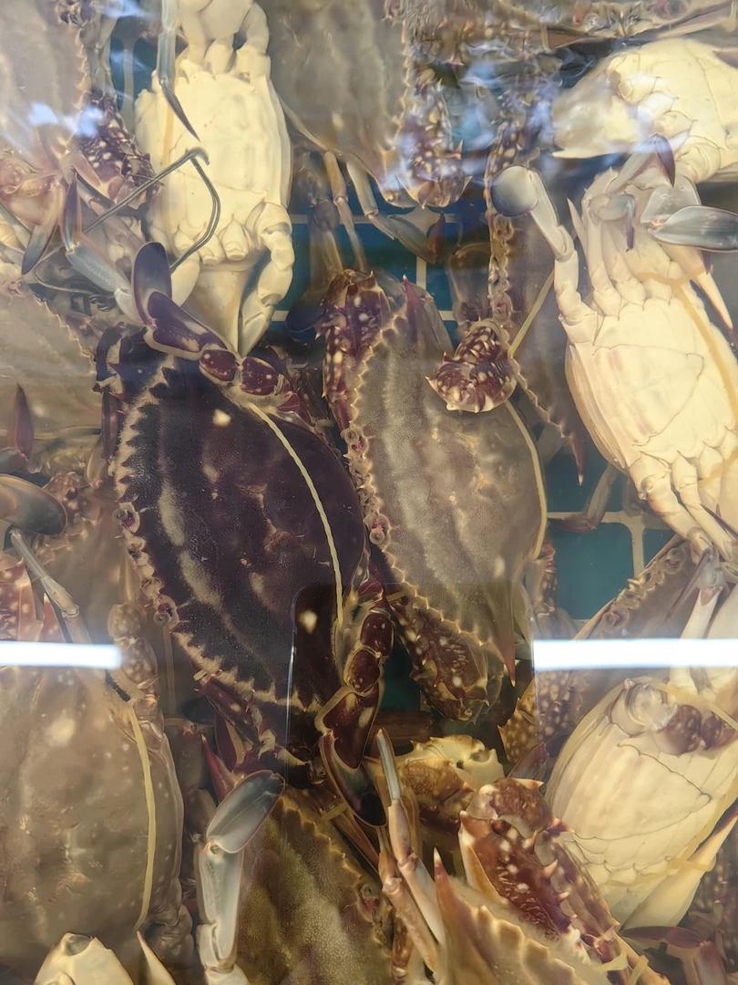 宇桐水产 新鲜飞蟹3斤