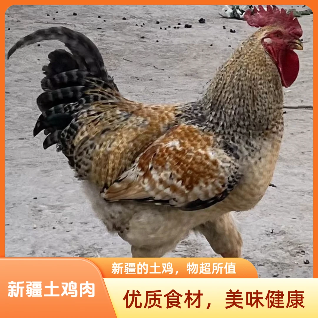 新疆本地土鸡肉，农家自然生态养殖，鸡肉质美味健康，质量保证，好吃