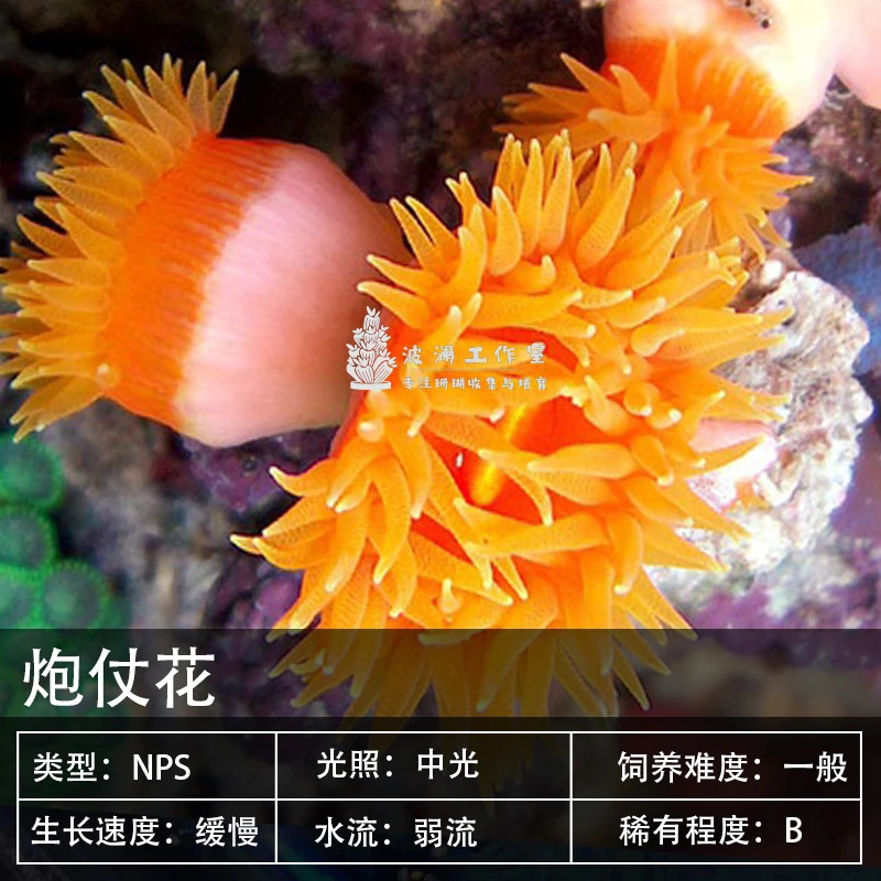 大嘴巴炮仗花太阳水桃花海树蜘蛛海绵红手指NPS软体珊瑚海水生物
