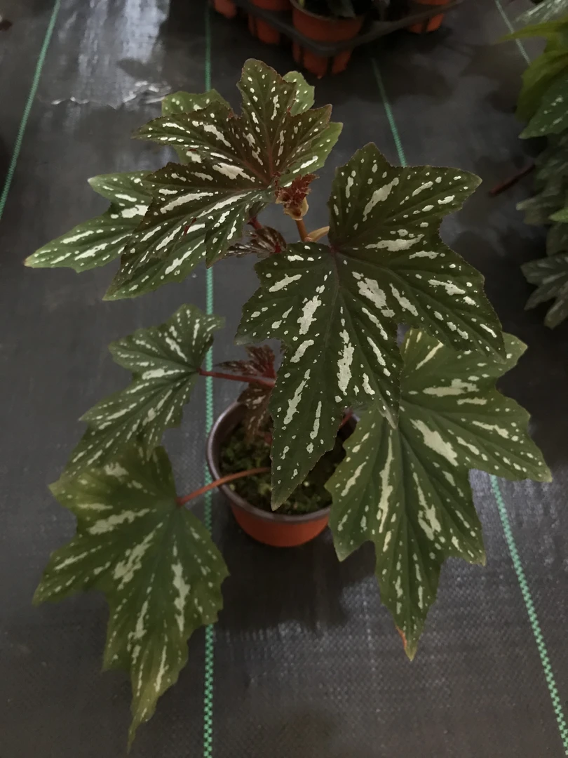 乌头风铃秋海棠好看好养，长青常绿，四季开花，家居办公养护