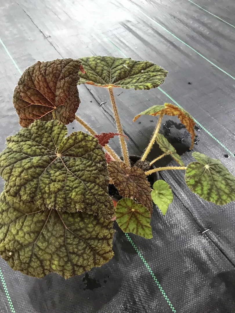 树莓蛋糕秋海棠,办公室内桌面网红绿植花卉植物四季常绿开花不断