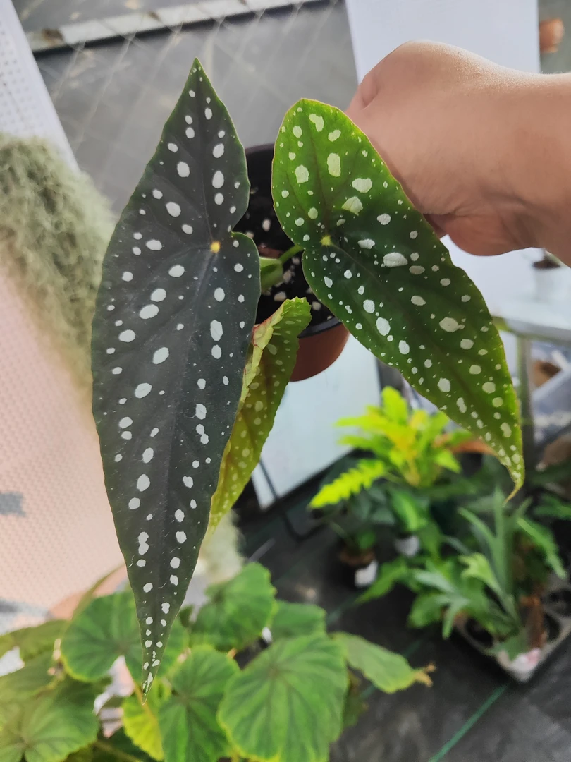塞拉山王秋海棠，办公室内桌面网红绿植花卉植物四季常绿开花不断