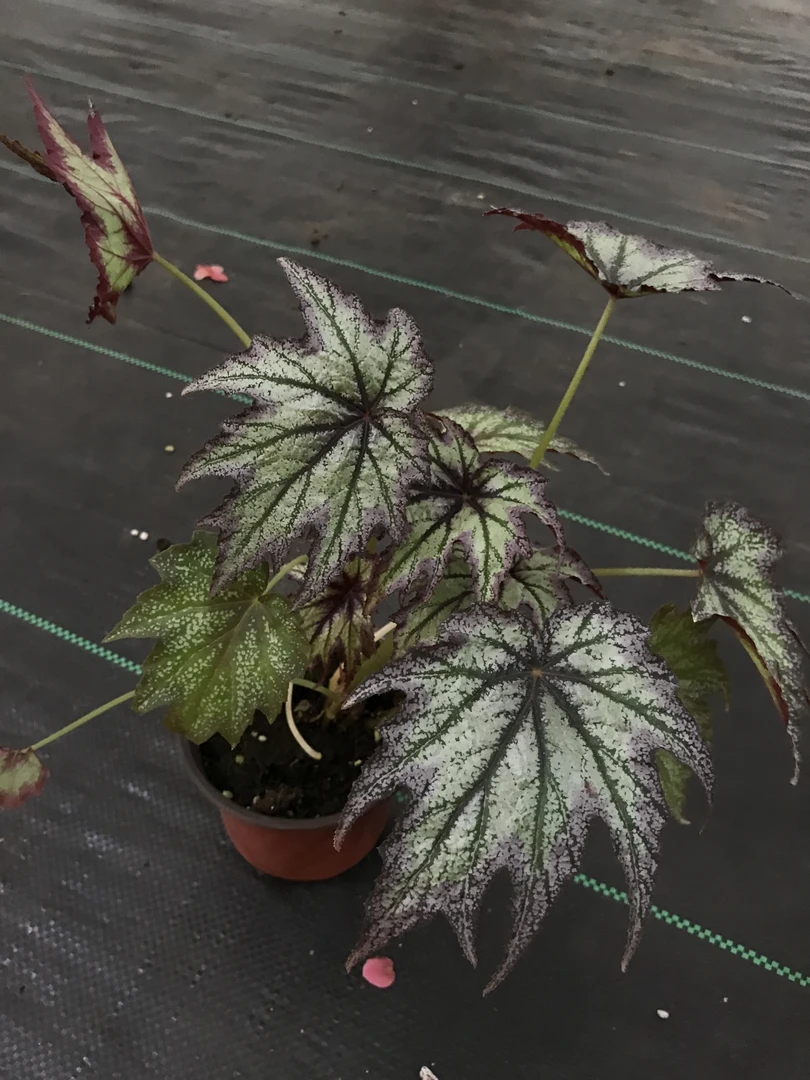 紫霞仙子秋海棠，好看好养，长青常绿，四季开花，家居绿植