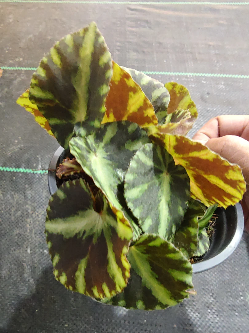 埃及艳后秋海棠,办公室内桌面网红绿植花卉植物四季常绿开花不断