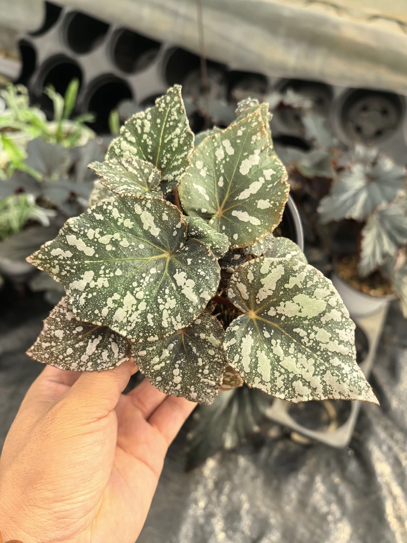 旺旺雪饼秋海棠，办公室内桌面网红绿植花卉植物四季常绿开花不断