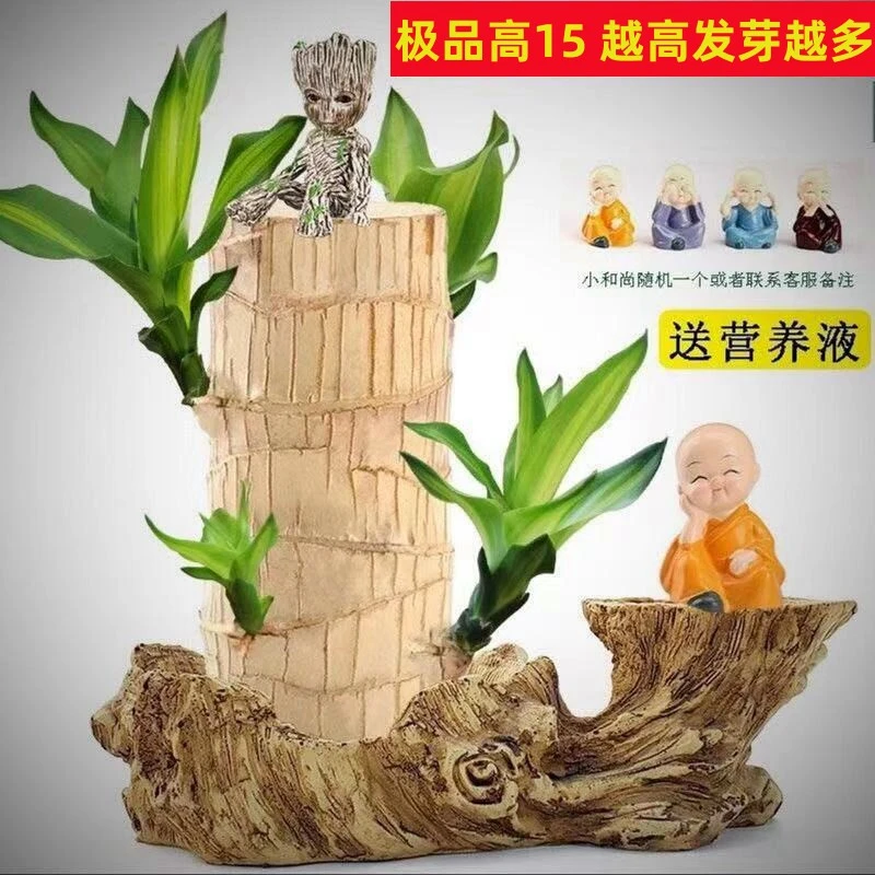 【大号巴西木当年开花】水培幸运巴西木格鲁特树人盆栽