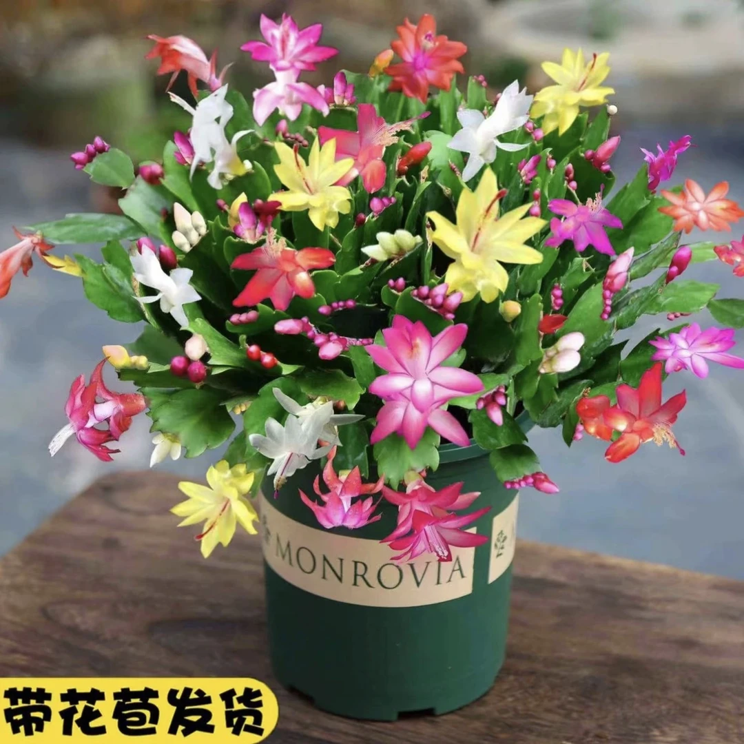 多色蟹爪兰盆栽带花四季开花不断好养易成活室内观花花卉植物绿植