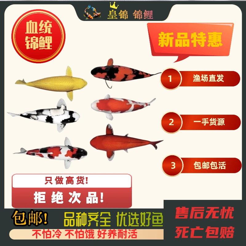 红色标号【皇锦锦鲤】2号链接锦鲤活体观赏鱼红白三色大正系日系