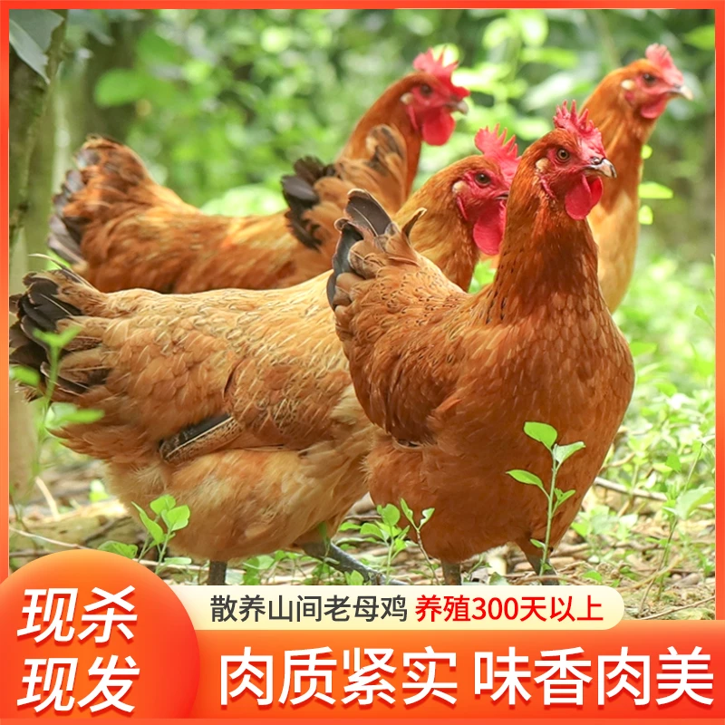 鸡土鸡农家散养300天老母鸡孕妇滋补月子鸡现杀现发营养顺丰包邮