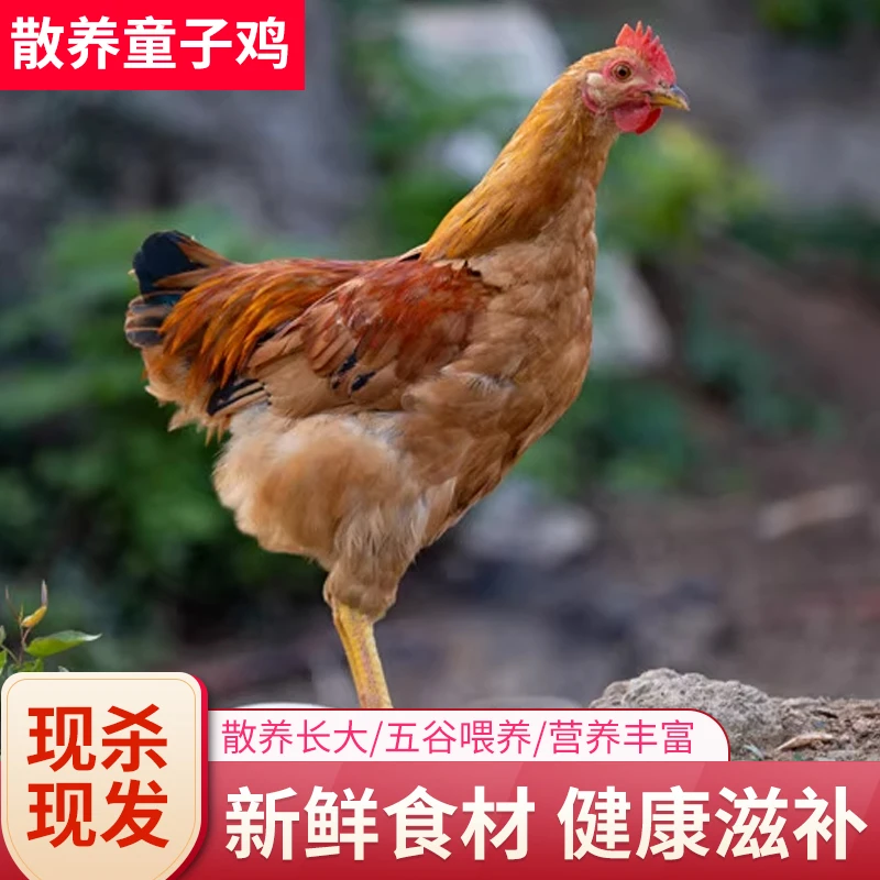 【拍一发二】农家散养童子鸡放养土鸡未打鸣小公鸡新鲜现杀顺丰冷链