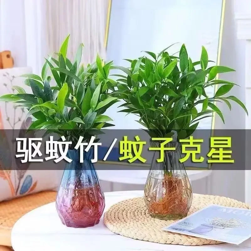 驱蚊竹柏水培植物室内水养绿植花卉盆栽办公室四季客厅竹柏水培